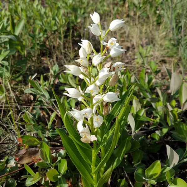 Cephalantera longifolia